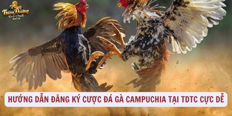 Hướng dẫn đăng ký cược đá gà Campuchia tại TDTC cực dễ